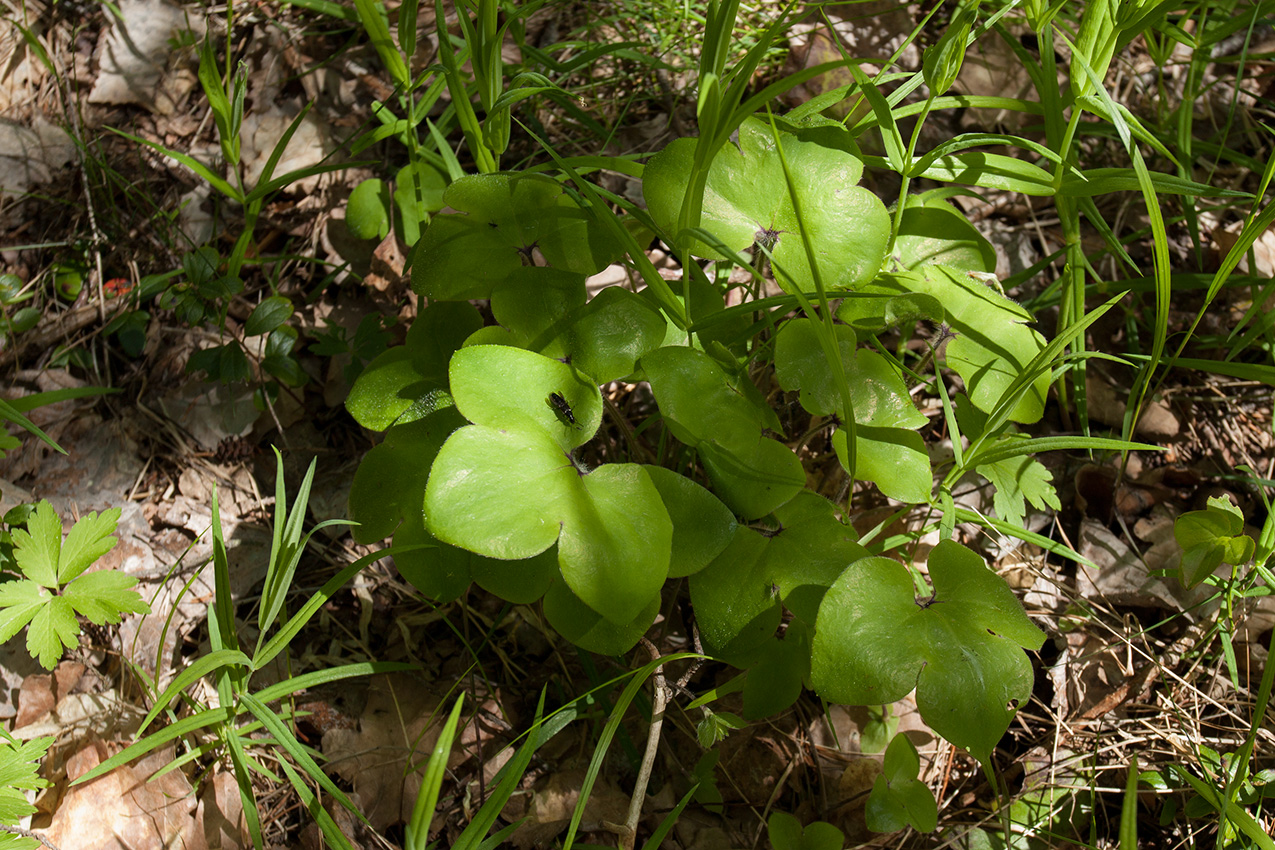 Изображение особи Hepatica nobilis.