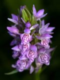 Dactylorhiza sibirica