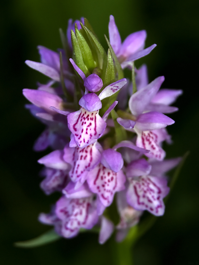 Image of Dactylorhiza sibirica specimen.