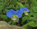 Commelina communis