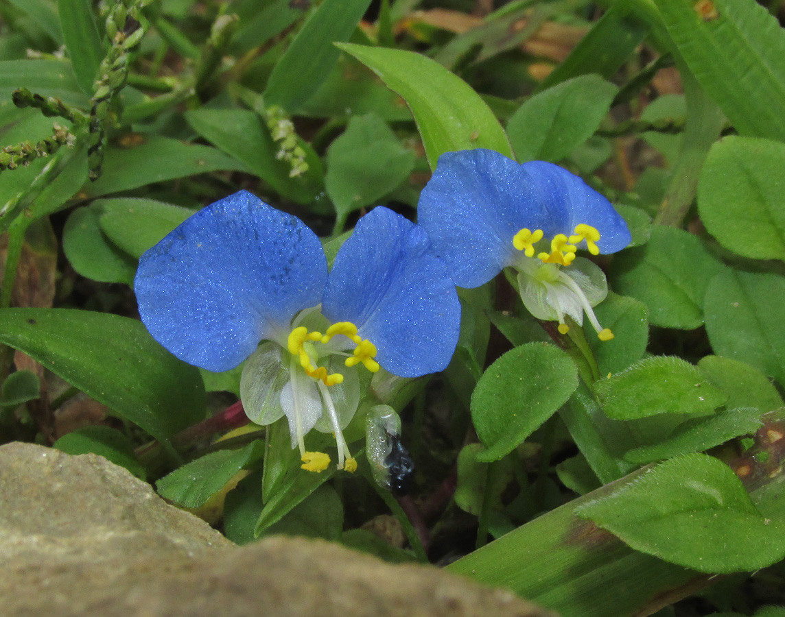 Изображение особи Commelina communis.