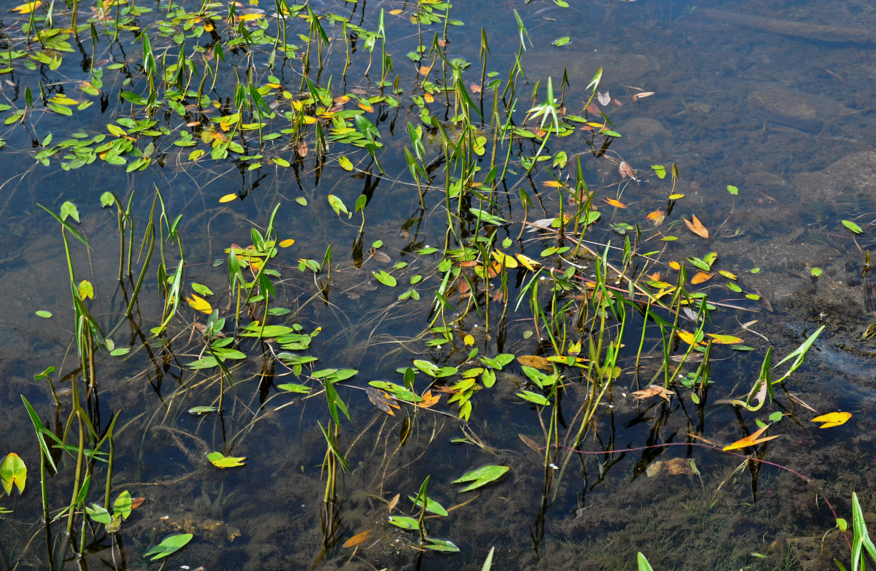 Image of Sagittaria sagittifolia specimen.