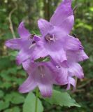 Campanula latifolia. Соцветие с отдыхающими насекомыми. Московская обл., Талдомский р-н, смешанный лес, возле лесной дороги. 25.06.2019.