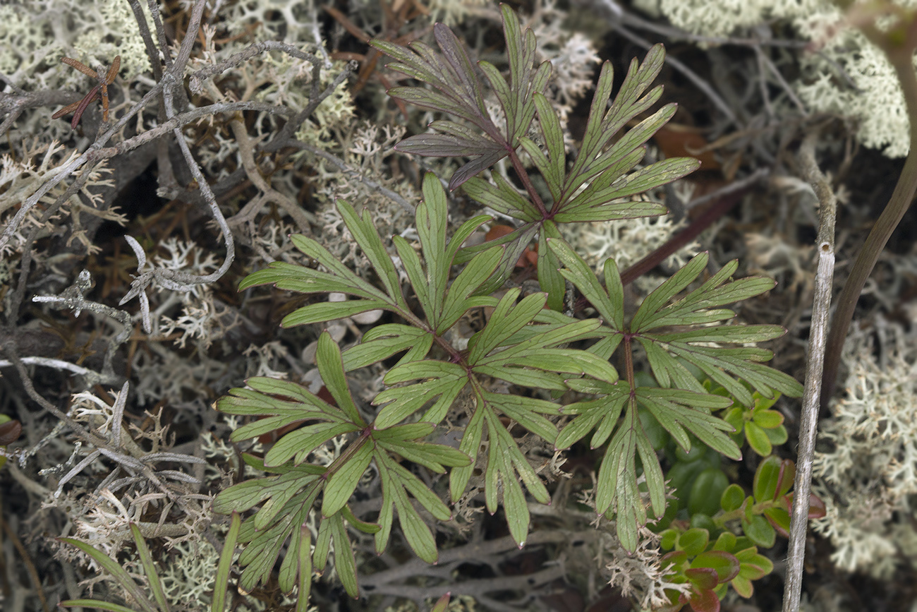 Image of Tilingia ajanensis specimen.