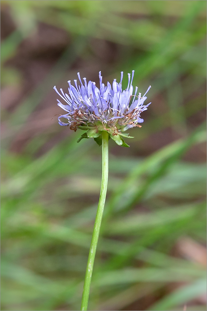 Image of Jasione montana specimen.