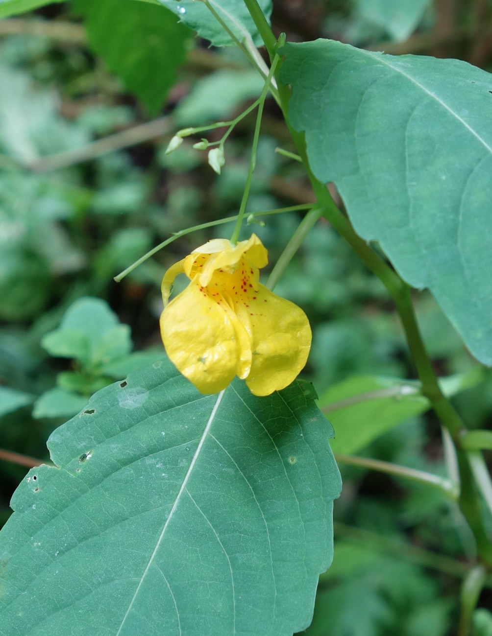 Изображение особи Impatiens noli-tangere.