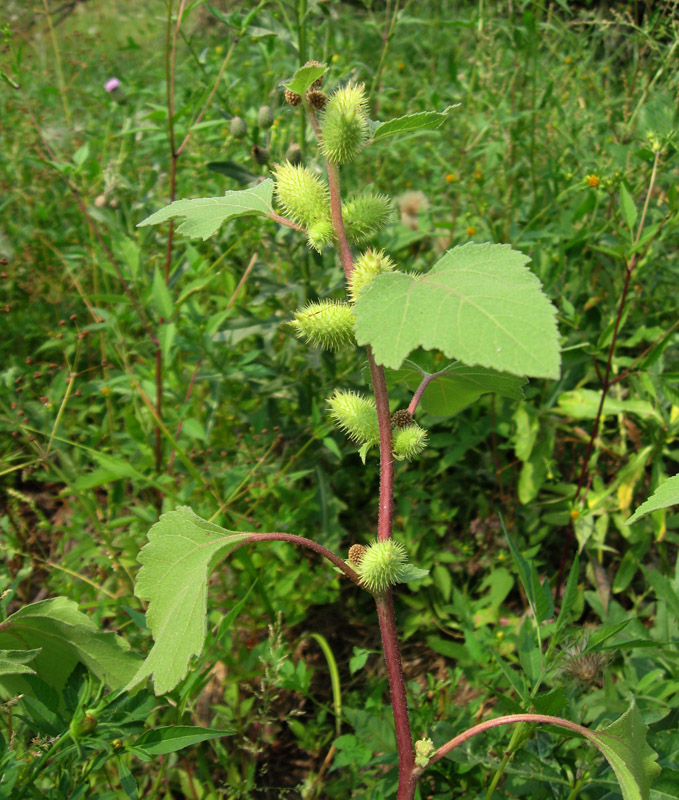 Image of Xanthium orientale specimen.