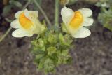 Linaria japonica. Соцветие с цветками и завязавшимися плодами. Сахалинская обл., Охинский р-н, окр. г. Оха, северный берег оз. Светлое. 25.07.2017.