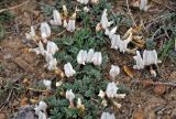 Astragalus tephrolobus