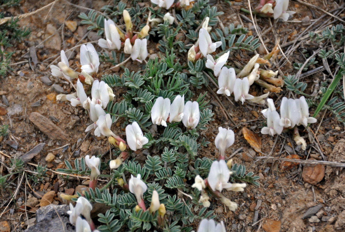 Image of Astragalus tephrolobus specimen.