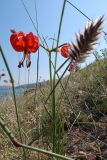 Lilium pumilum