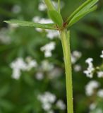 Galium pseudorivale