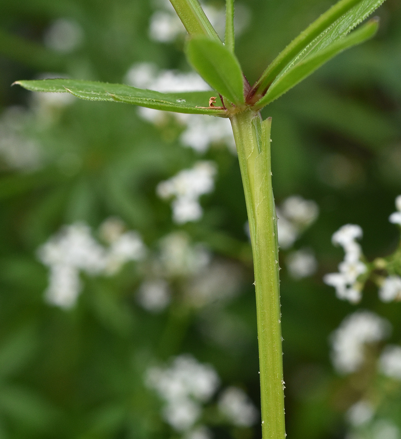 Изображение особи Galium pseudorivale.