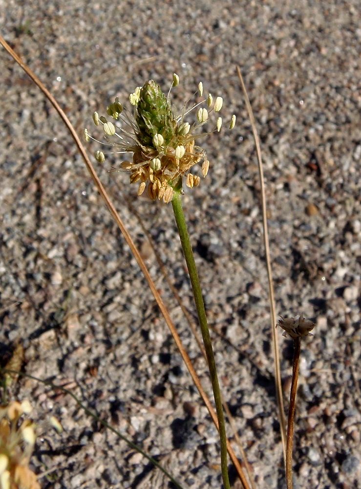 Image of Plantago lanceolata specimen.