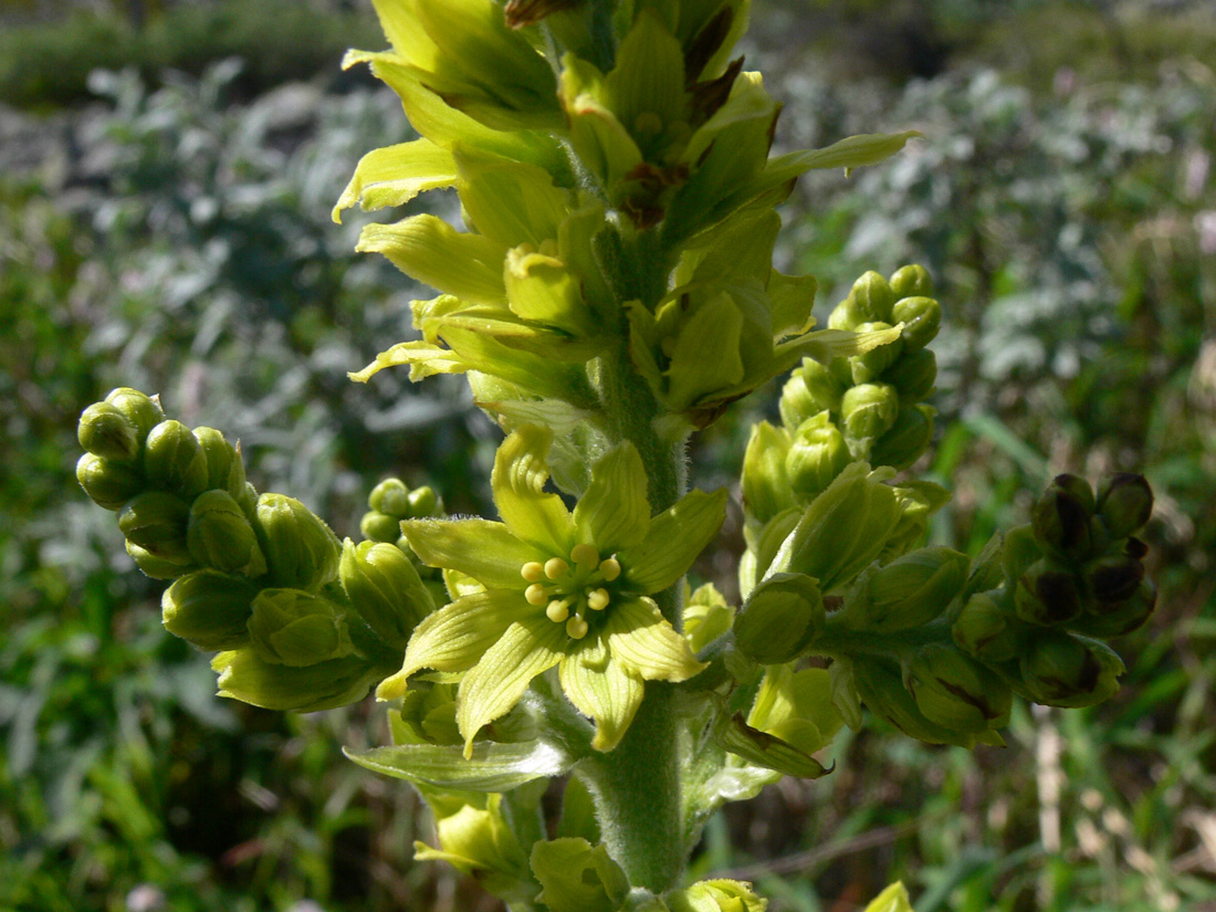 Image of Veratrum lobelianum specimen.