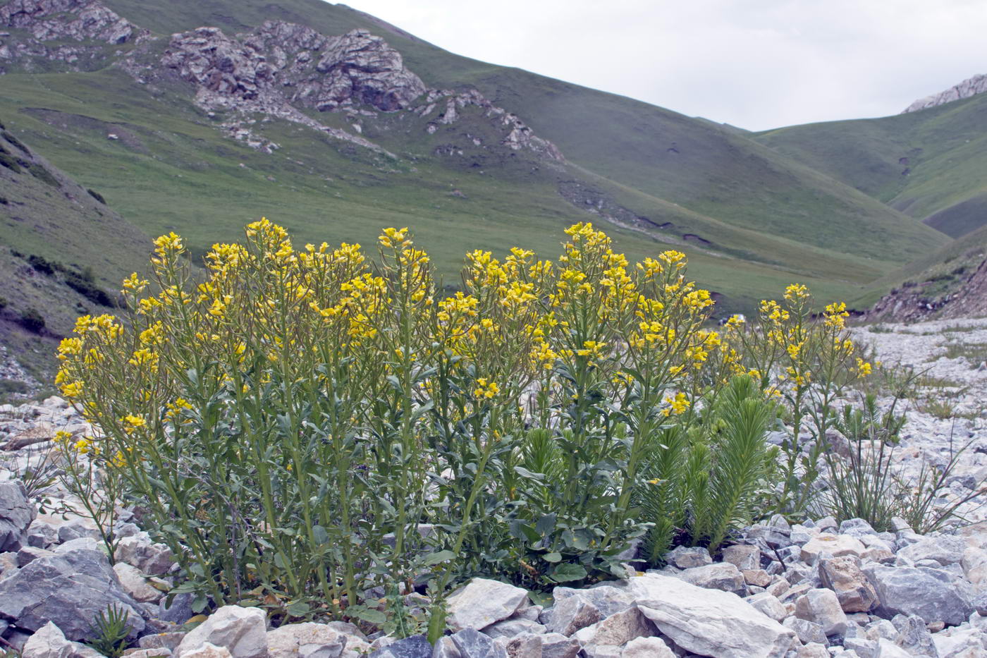 Изображение особи Barbarea vulgaris.