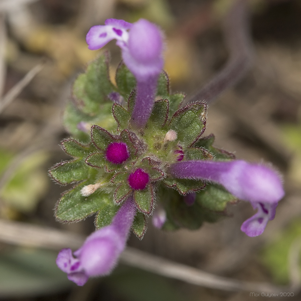 Image of Lamium amplexicaule specimen.