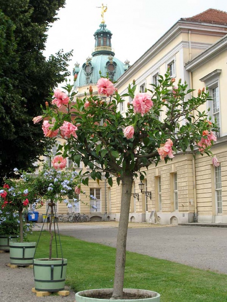 Изображение особи Hibiscus rosa-sinensis.