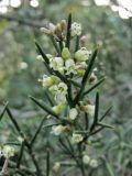 Colletia spinosissima