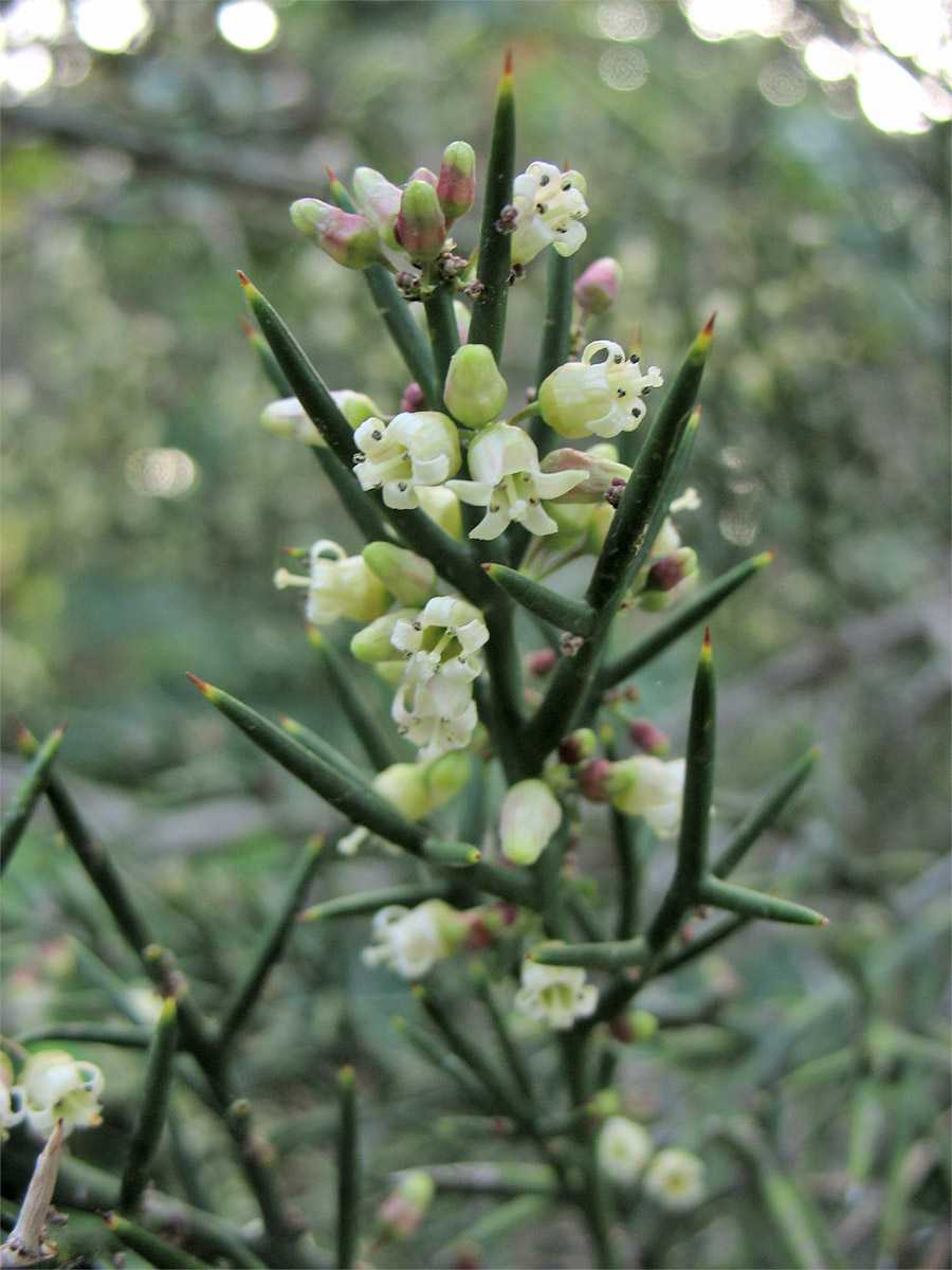 Изображение особи Colletia spinosissima.