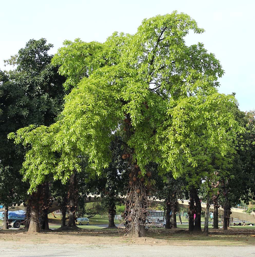 Image of Couroupita guianensis specimen.