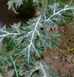 Argemone mexicana