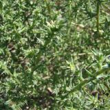 Salsola pontica