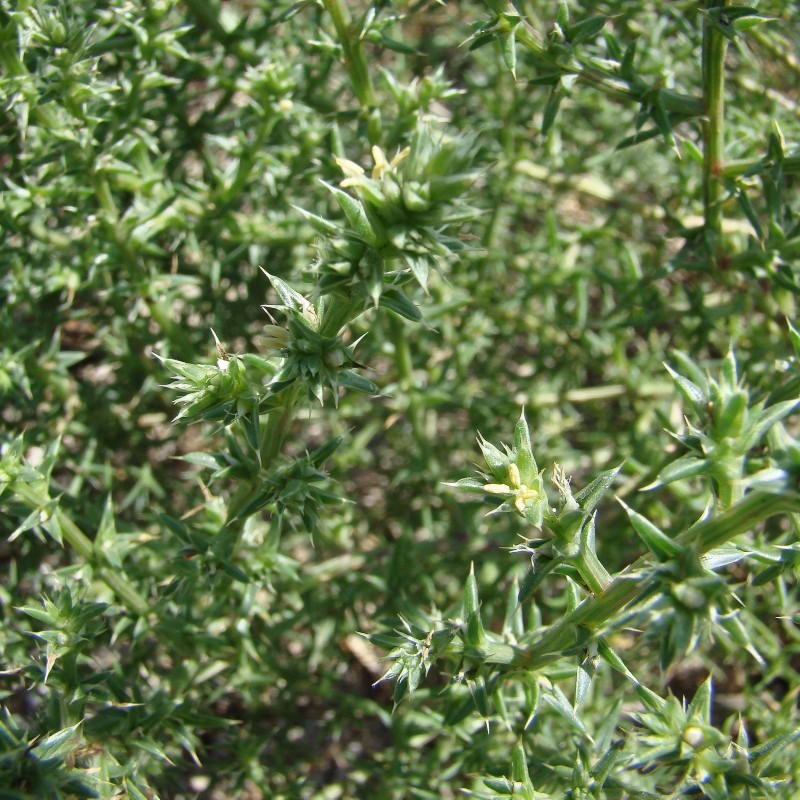 Image of Salsola pontica specimen.