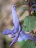 Corydalis solida. Часть побега с цветком. Московская обл., г. Дубна, лесопарк, смешанный лес с преобладанием берёзы, осины и ели. 04.04.2020.