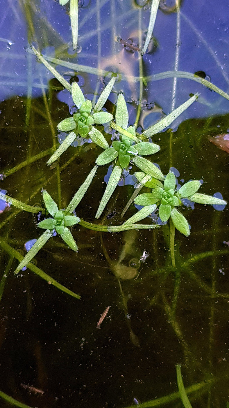 Image of genus Callitriche specimen.