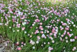 Rhodanthe подвид rosea