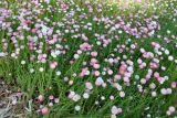 Rhodanthe chlorocephala ssp. rosea