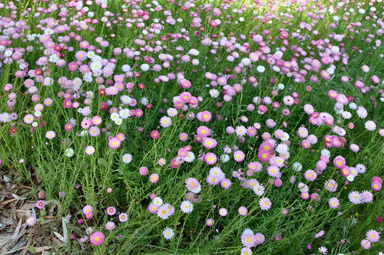 Image of Rhodanthe chlorocephala ssp. rosea specimen.