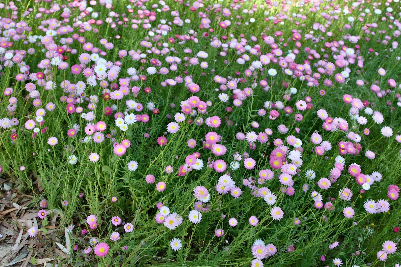 Image of Rhodanthe chlorocephala ssp. rosea specimen.