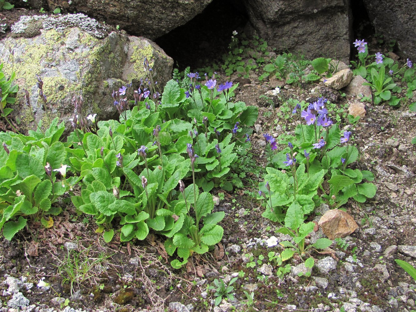 Image of Primula meyeri specimen.