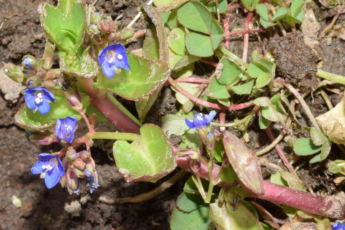 Image of Veronica beccabunga ssp. muscosa specimen.