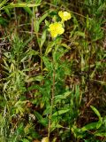 Oenothera parviflora. Цветущее растение на залежи. Приморский край, Ольгинский р-н, окр. с. Милоградово. 11.08.2009.