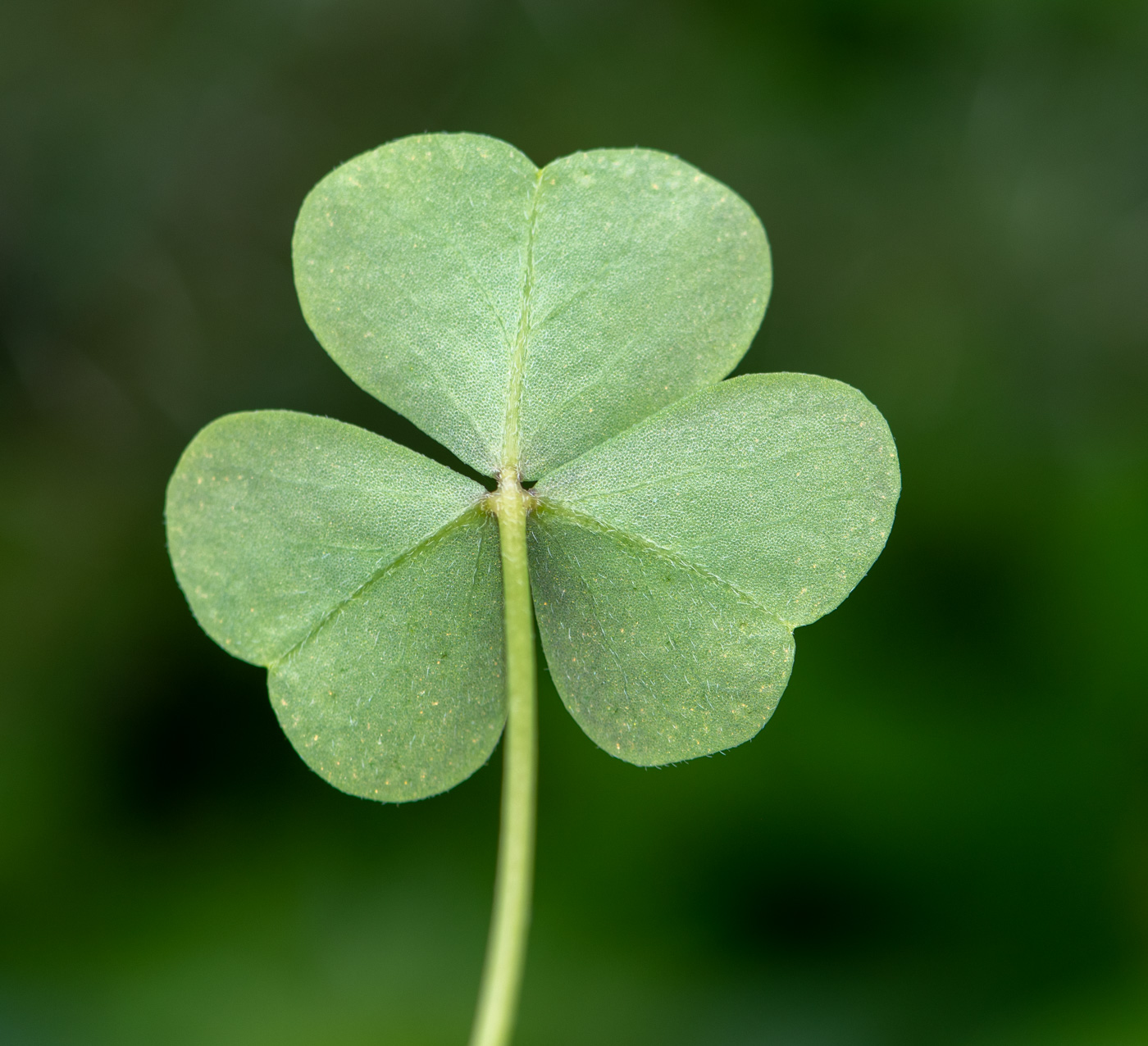 Image of Oxalis purpurascens specimen.