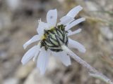 Leucanthemopsis alpina