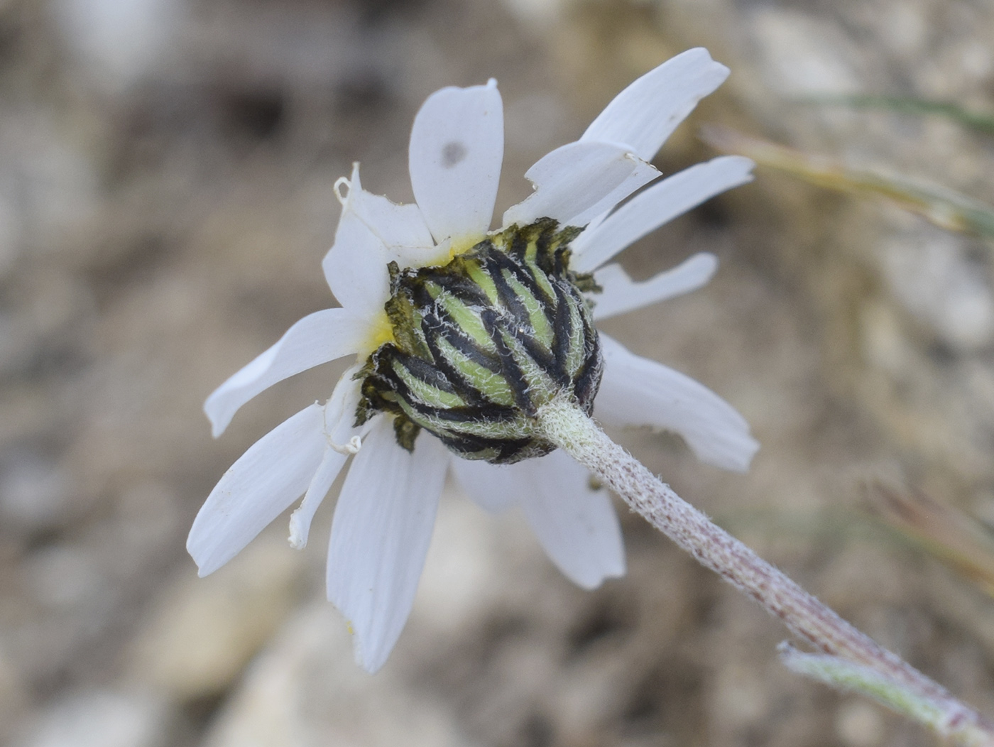 Image of Leucanthemopsis alpina specimen.