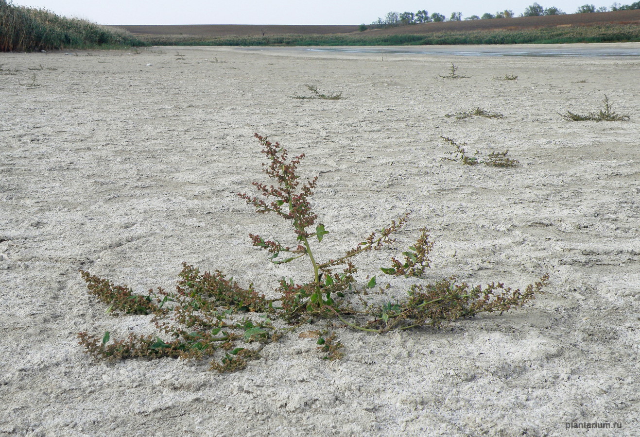 Image of Oxybasis chenopodioides specimen.