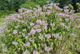род Monarda