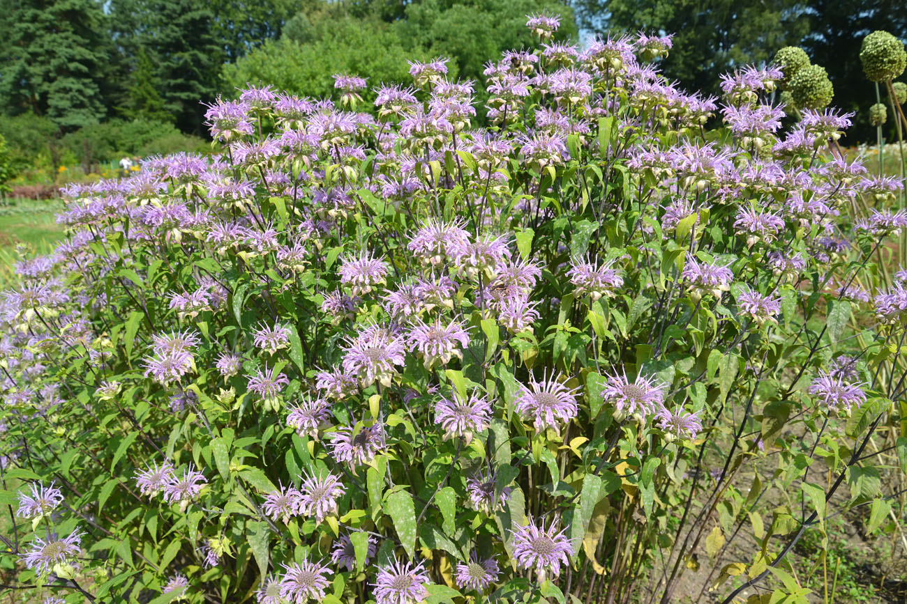 Монарда дудчатая. Monarda fistulosa. Местообитание монарды. 163. Monarda fistulosa l. f. Nana.