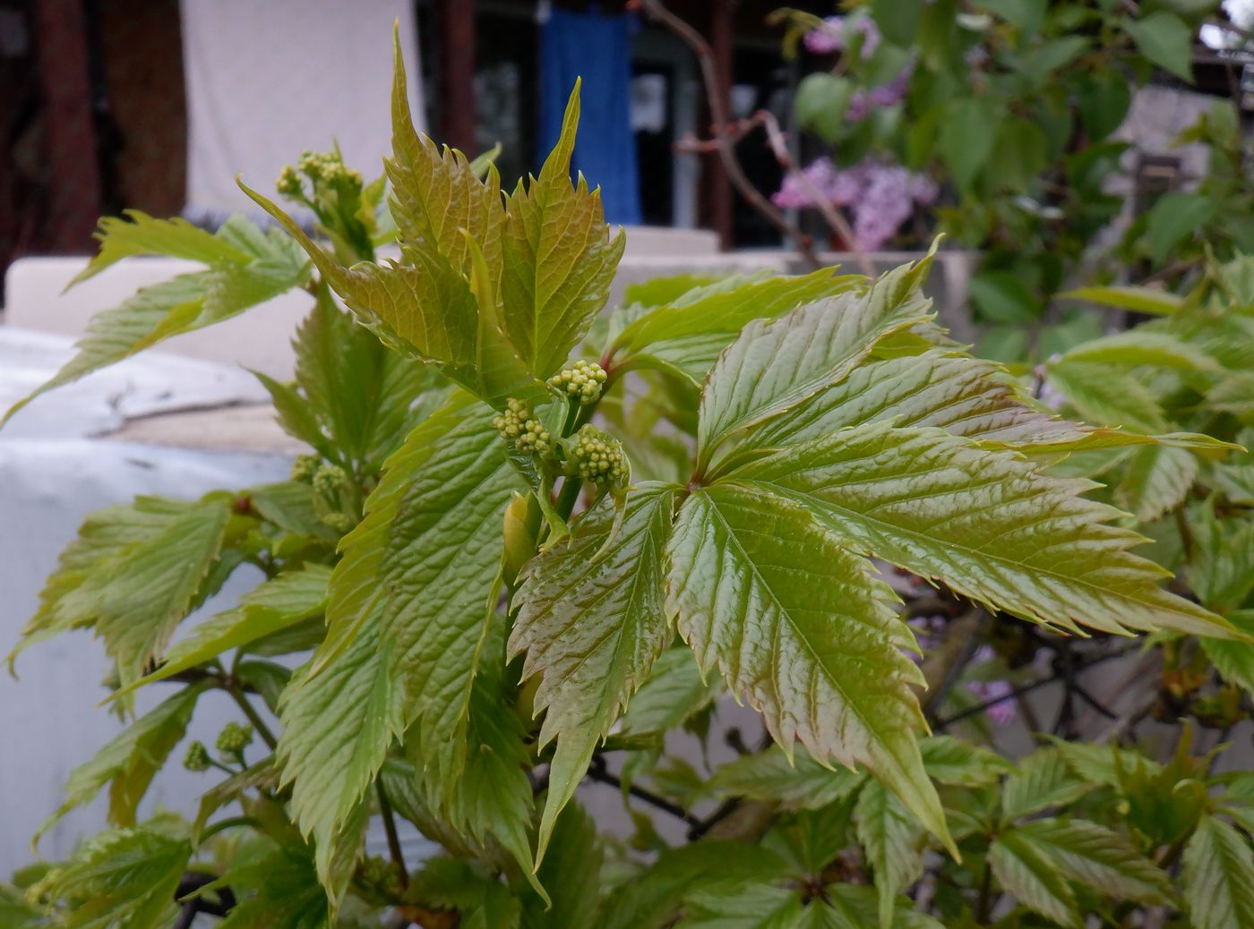 Image of Parthenocissus inserta specimen.