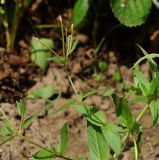 Epilobium adenocaulon