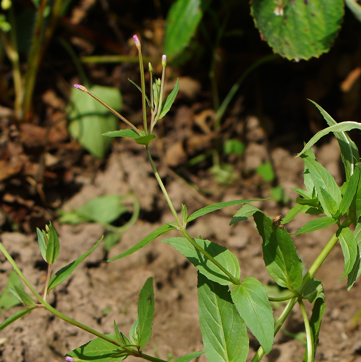 Image of Epilobium adenocaulon specimen.