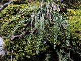 Asplenium trichomanes