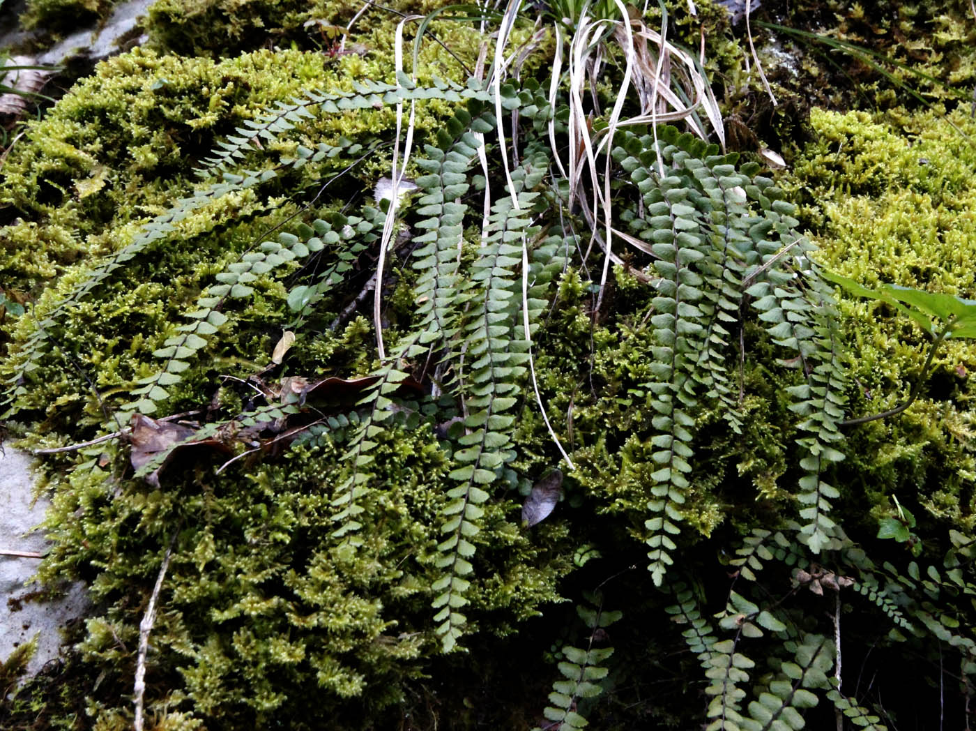 Изображение особи Asplenium trichomanes.