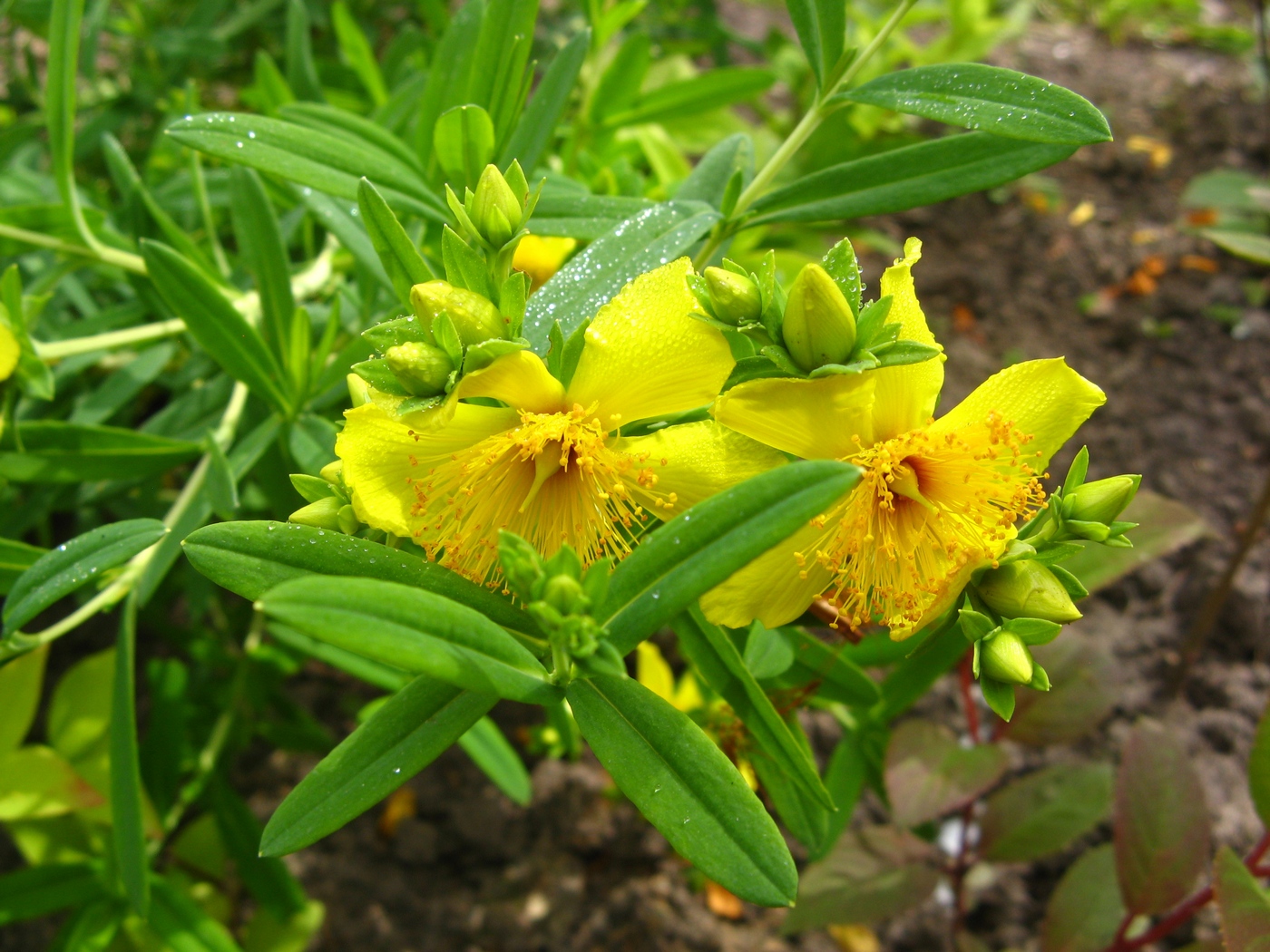 Image of Hypericum kalmianum specimen.