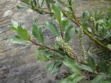 Salix pantosericea. Верхушка ветви с соплодиями. Кабардино-Балкария, Эльбрусский р-н, ок. 2650 м н.у.м., берег р. Ирикчат. 06.07.2020.
